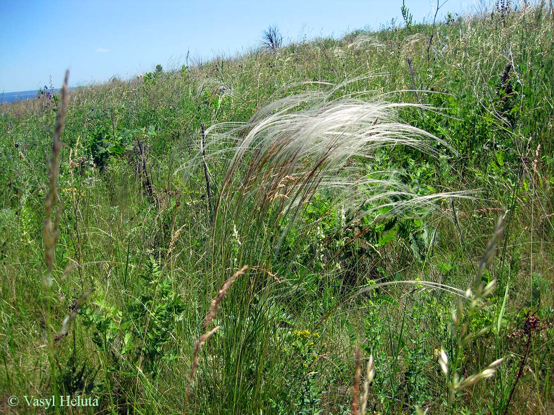 Image of Stipa pulcherrima specimen.