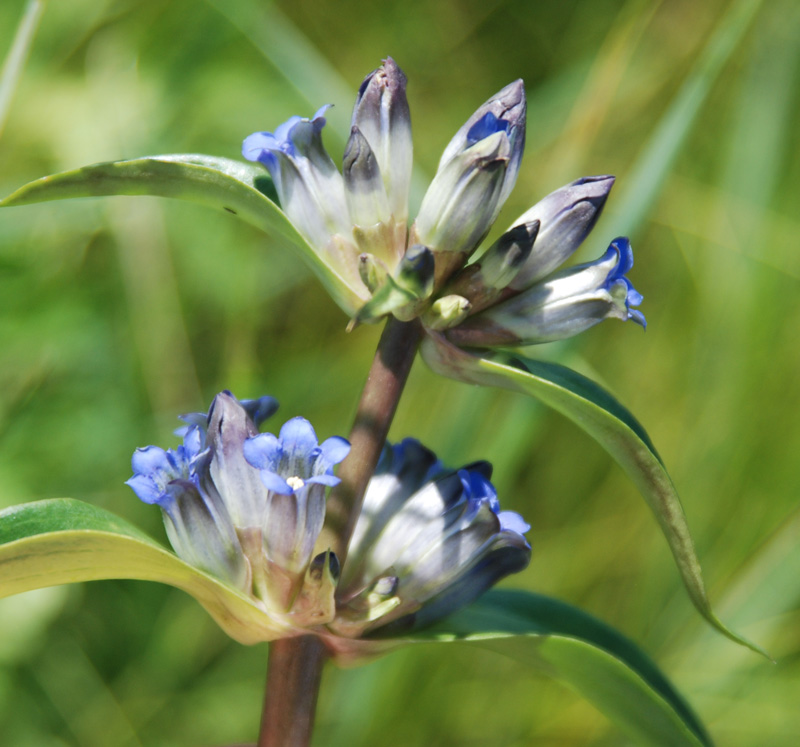 Image of Gentiana macrophylla specimen.