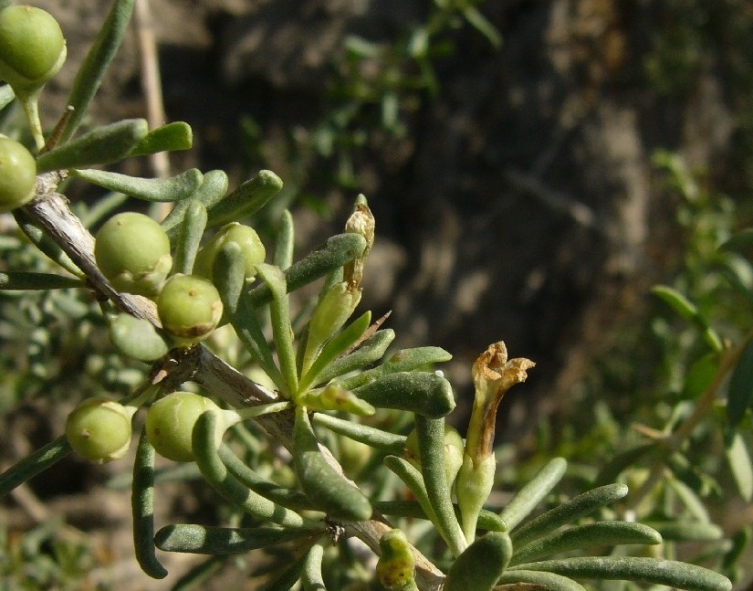 Image of Lycium ruthenicum specimen.