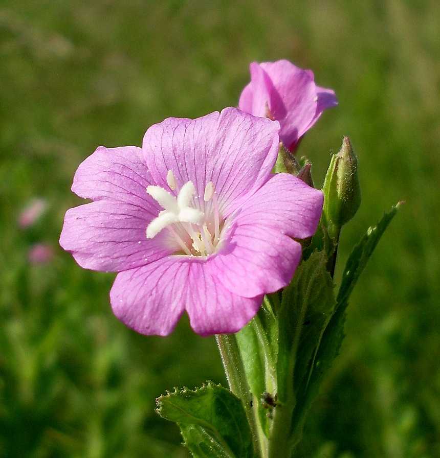 Image of Epilobium hirsutum specimen.