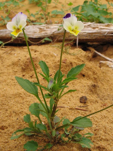 Изображение особи Viola tricolor.