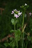 Cardamine seidlitziana