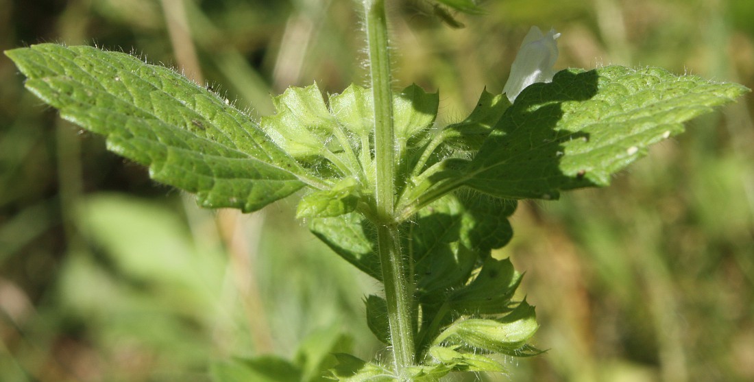 Image of Melissa officinalis specimen.