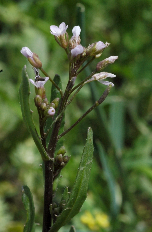 Image of Goldbachia torulosa specimen.