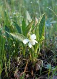 Смотреть изображение Viola accrescens