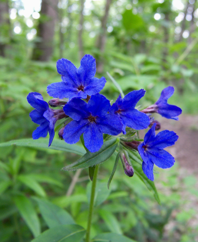 Изображение особи Aegonychon purpureocaeruleum.