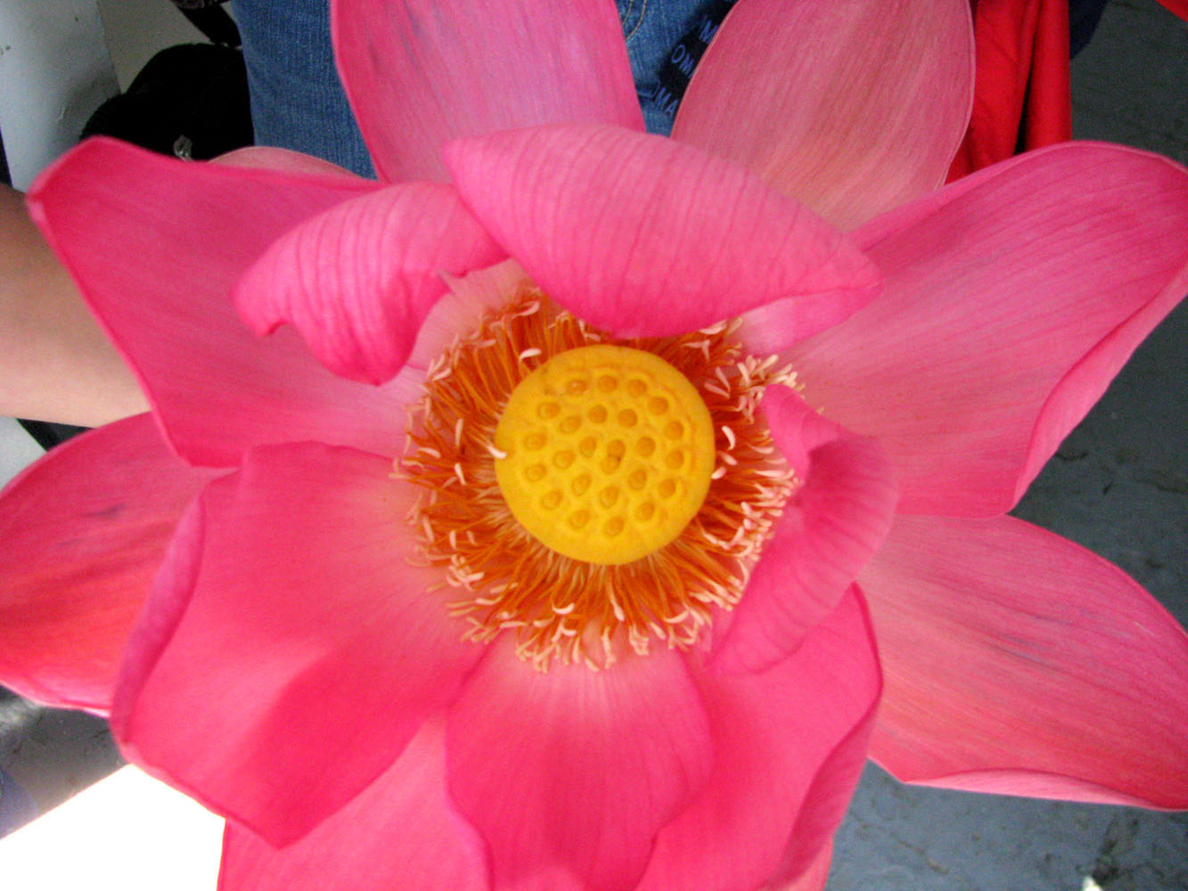 Image of Nelumbo caspica specimen.