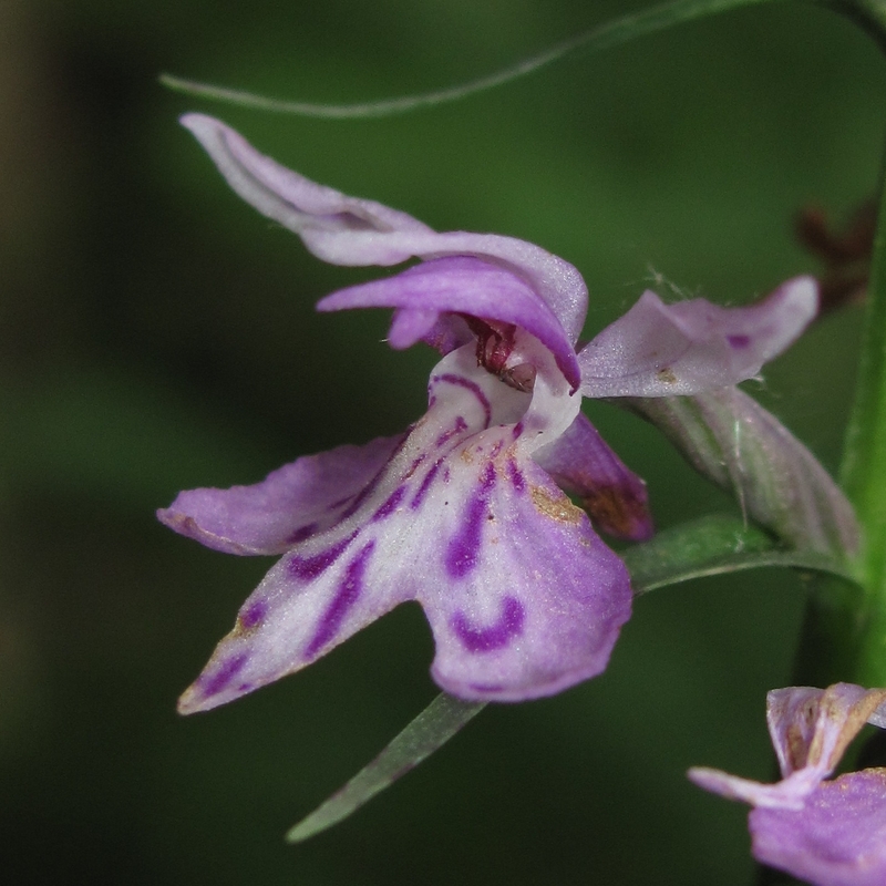 Image of Dactylorhiza fuchsii specimen.