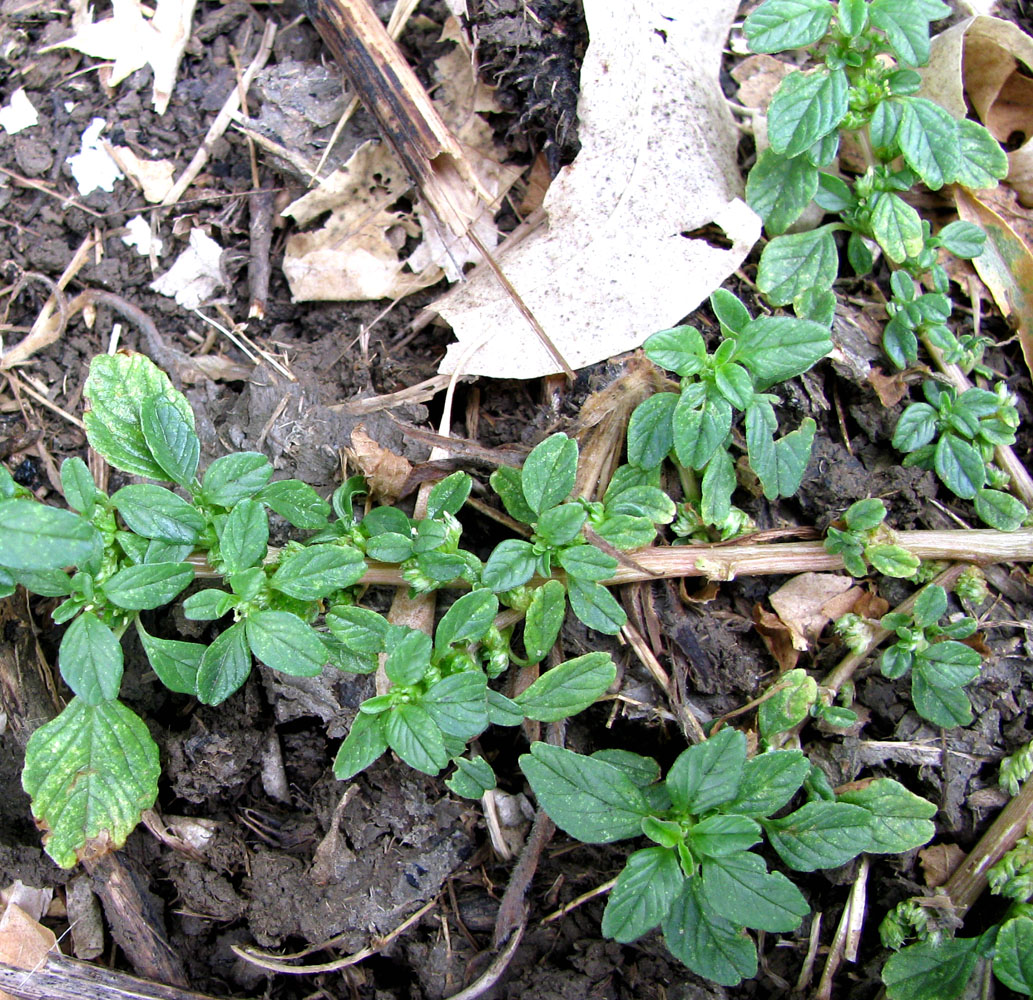 Image of Amaranthus blitum specimen.