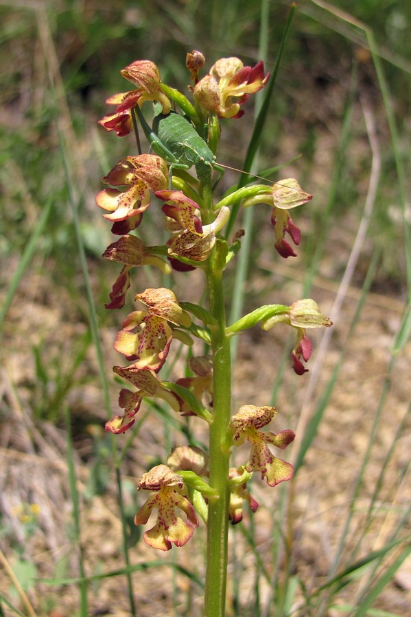 Image of Orchis &times; wulffiana specimen.