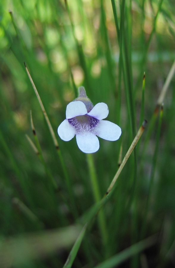 Image of Pinguicula bicolor specimen.