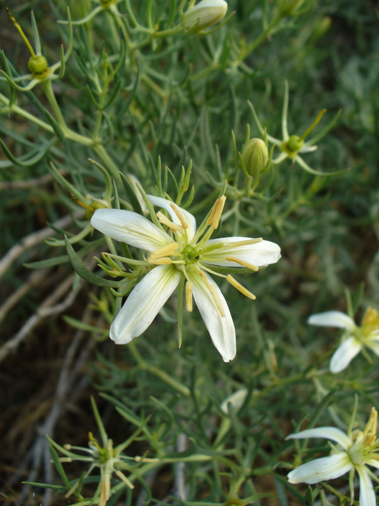 Image of Peganum harmala specimen.