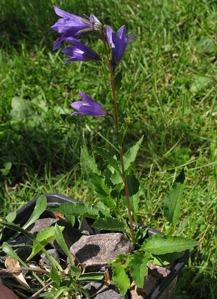 Image of Campanula sphaerocarpa specimen.