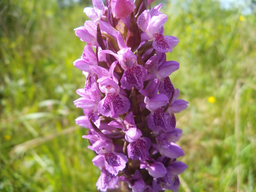 Image of Dactylorhiza incarnata specimen.