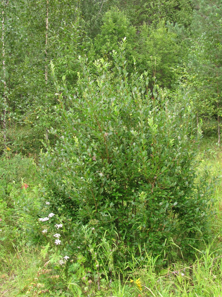 Image of Salix bebbiana specimen.