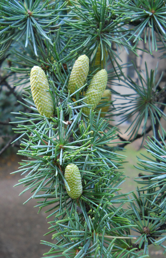 Image of Cedrus libani specimen.