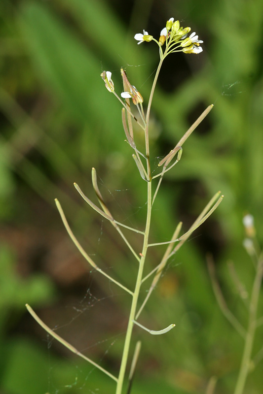 Изображение особи Arabidopsis thaliana.