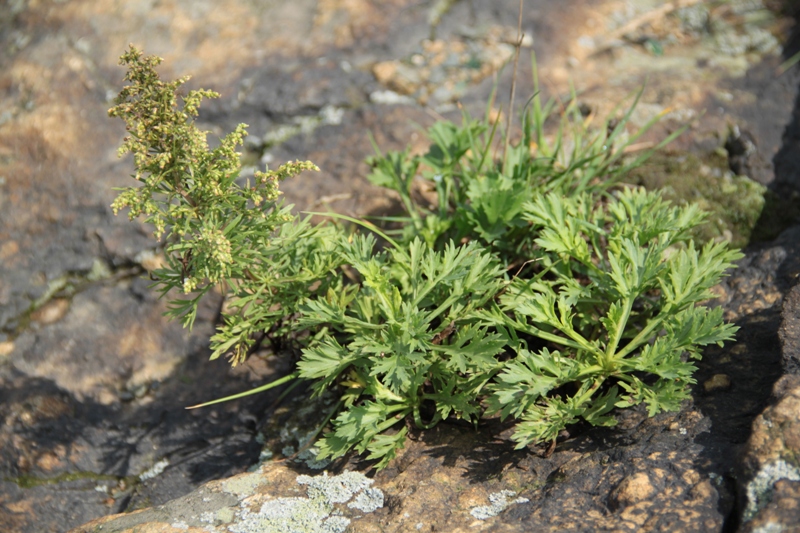 Image of genus Artemisia specimen.