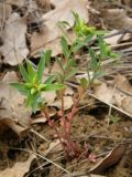 Euphorbia taurinensis. Цветущее растение. Южный Берег Крыма, гора Аю-Даг. 29 апреля 2009 г.