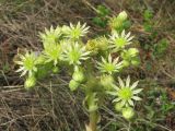 Sempervivum ruthenicum. Цветки и бутоны. Украина, Запорожье, о-в Хортица, скалистый склон. 31 июля 2011 г.