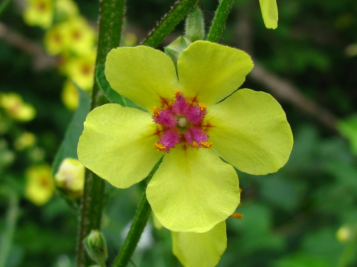 Изображение особи Verbascum marschallianum.