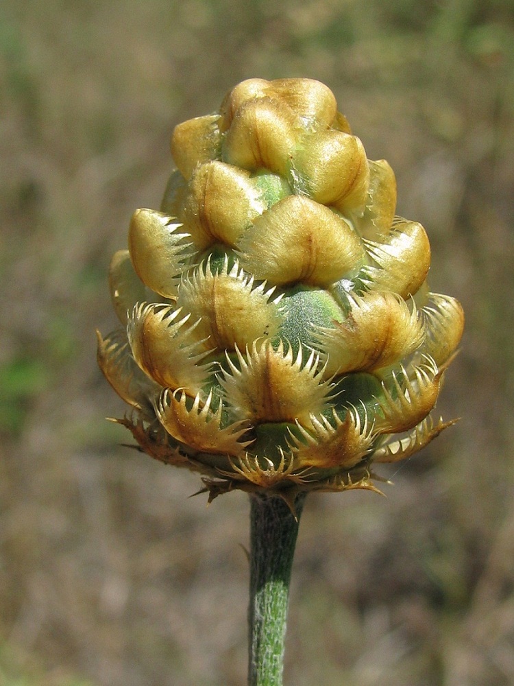 Image of Centaurea orientalis specimen.