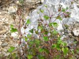 Geranium rotundifolium. Верхняя часть плодоносящего растения. Франция, Приморские Альпы, пригород г. Грас, у фабрики духов Галлимар. 21.06.2012.