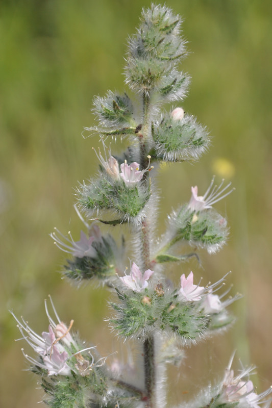 Image of Echium biebersteinii specimen.