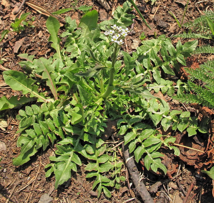 Изображение особи Capsella bursa-pastoris.