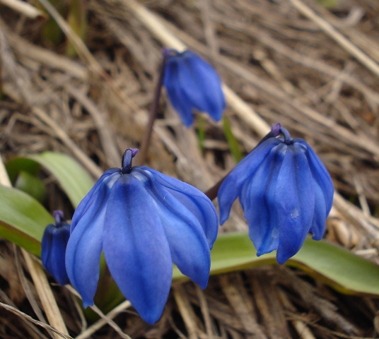 Image of Scilla armena specimen.