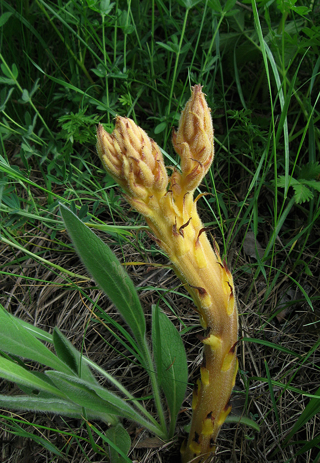 Image of Orobanche lutea f. pallens specimen.