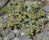 Euphorbia marschalliana. Цветущее растение. Армения, Вайоц Дзор, ущелье р. Арпа. 03.05.2013.