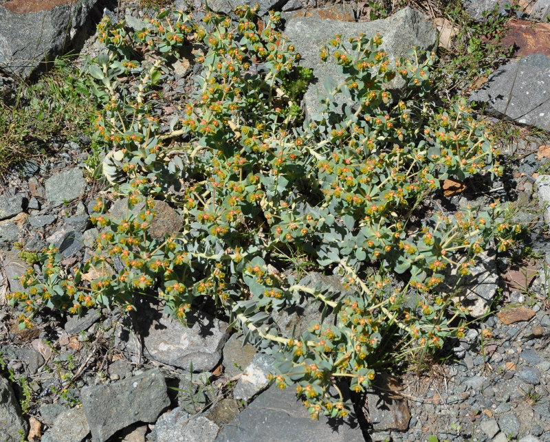 Image of Euphorbia marschalliana specimen.