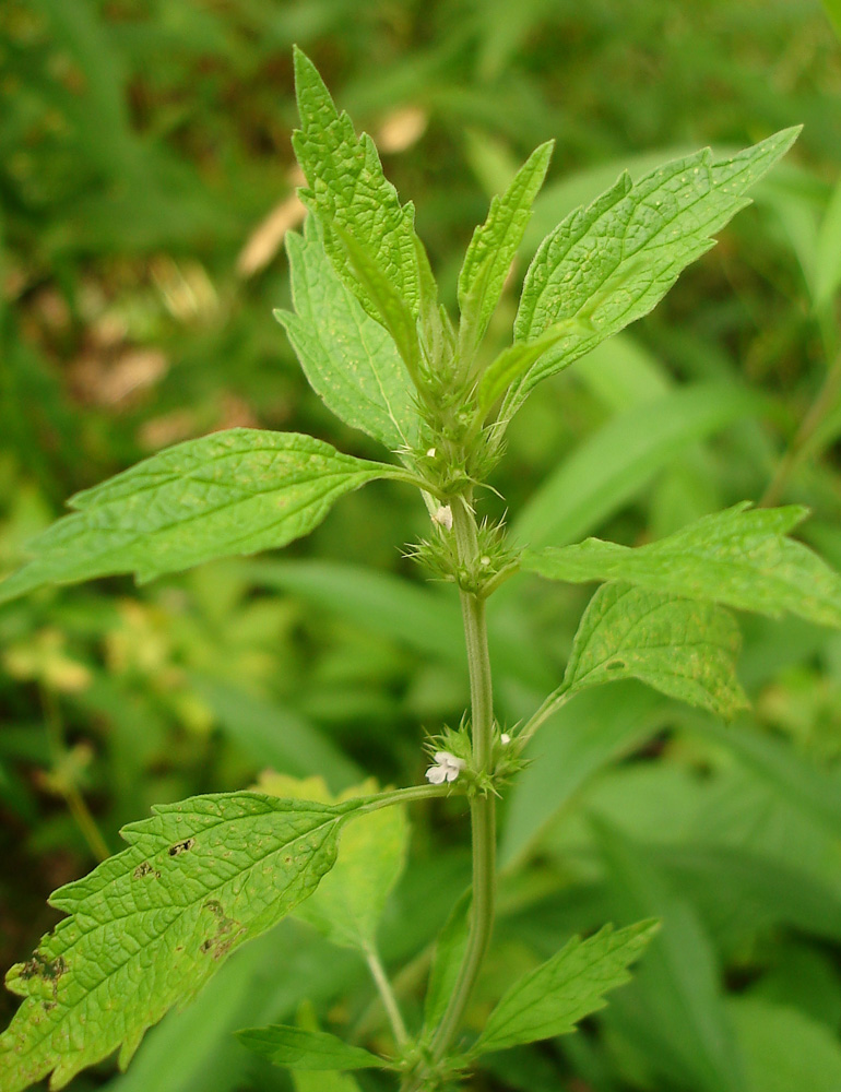 Изображение особи Chaiturus marrubiastrum.