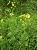 Doronicum austriacum