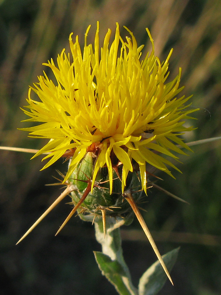 Image of Centaurea solstitialis specimen.