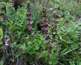 Teucrium chamaedrys