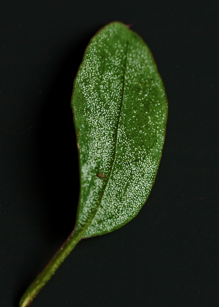 Изображение особи Chenopodium album.