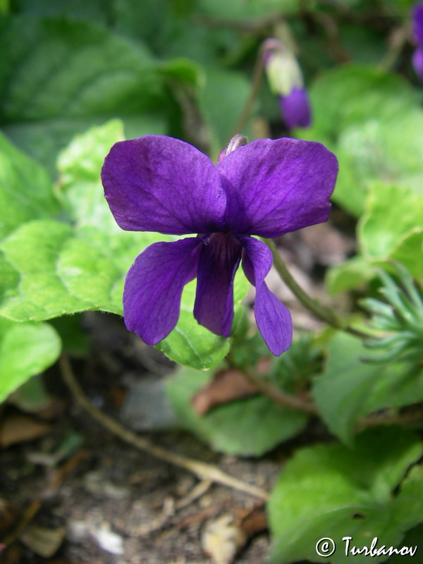 Image of Viola odorata specimen.