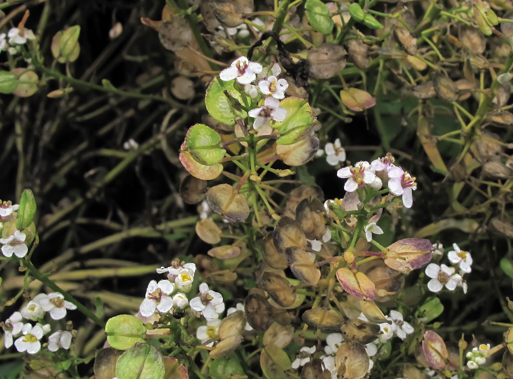 Image of Iberis sempervirens specimen.