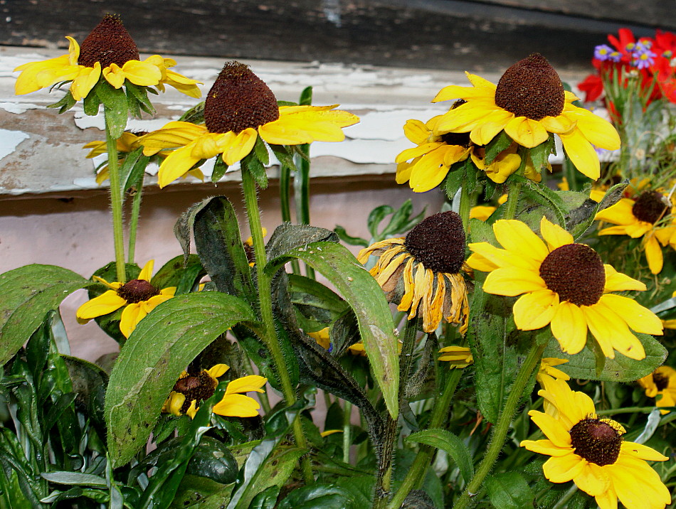 Image of Rudbeckia hirta specimen.