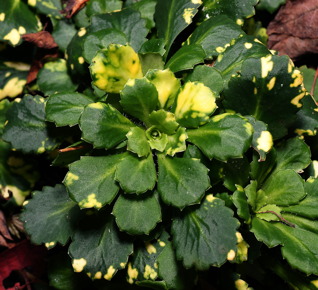 Image of Saxifraga &times; urbium specimen.