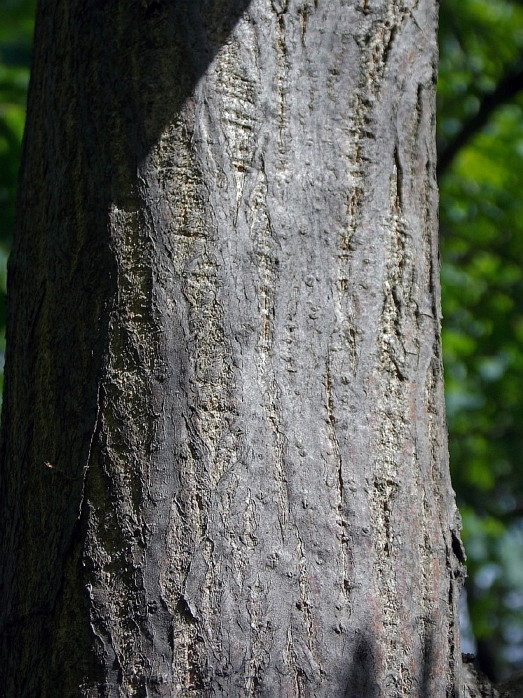 Image of Pterocarya stenoptera specimen.