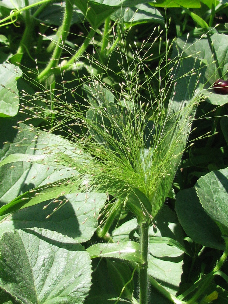 Image of Panicum capillare specimen.