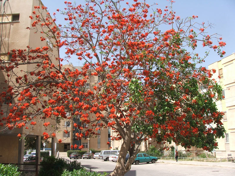 Изображение особи Erythrina lysistemon.