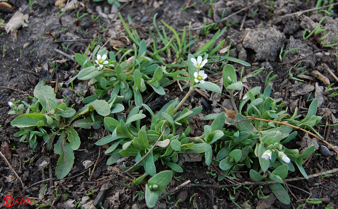 Image of Holosteum umbellatum specimen.