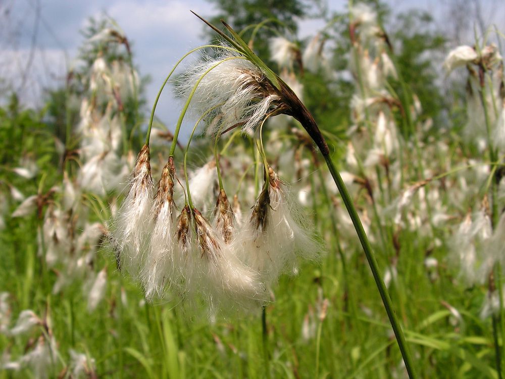 Изображение особи Eriophorum komarovii.