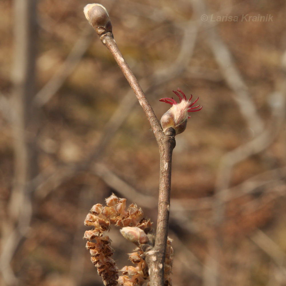 Image of Corylus mandshurica specimen.