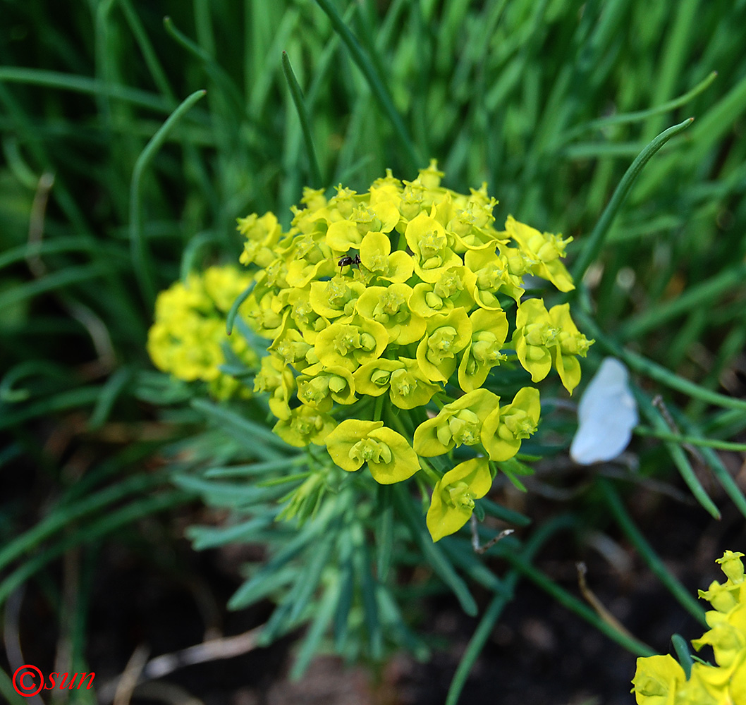 Изображение особи Euphorbia cyparissias.