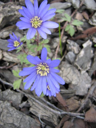 Image of Anemone blanda specimen.